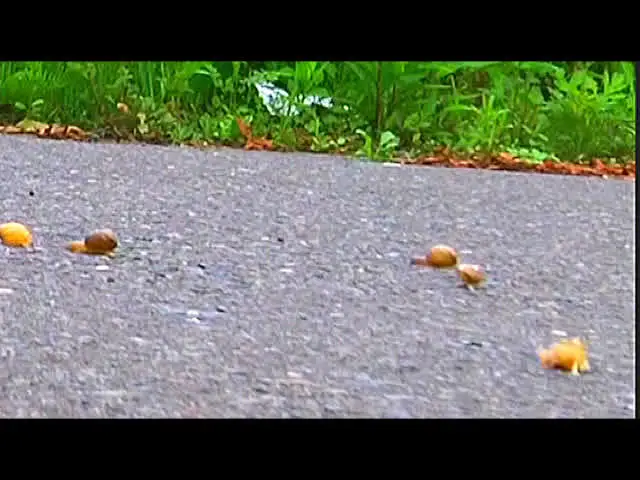 雨上がりの午後近所の歩道… カタツムリがローファー・スニーカーで踏み潰される！