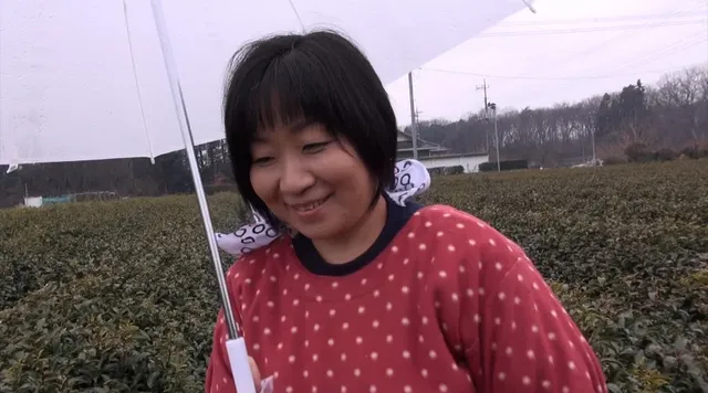 今回の「田舎に泊まろう」… 狭山の茶畑でお茶を摘むお母さん