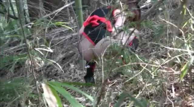 竹やぶに怪しい影。忍者?… のら糞3 甲斐ミハル